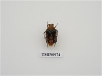 藏品(北埔陷紋金龜)的圖片